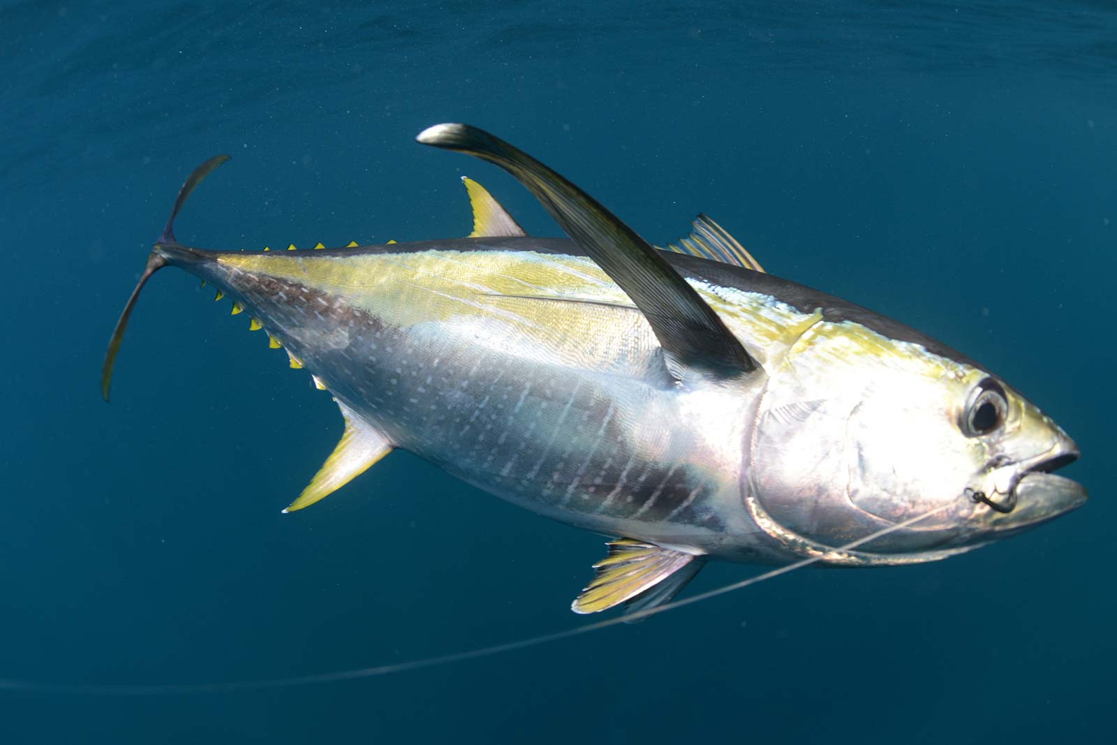 https://www.biopsea.com/wp-content/uploads/2019/07/yellowfin-tuna-landing-image.jpg